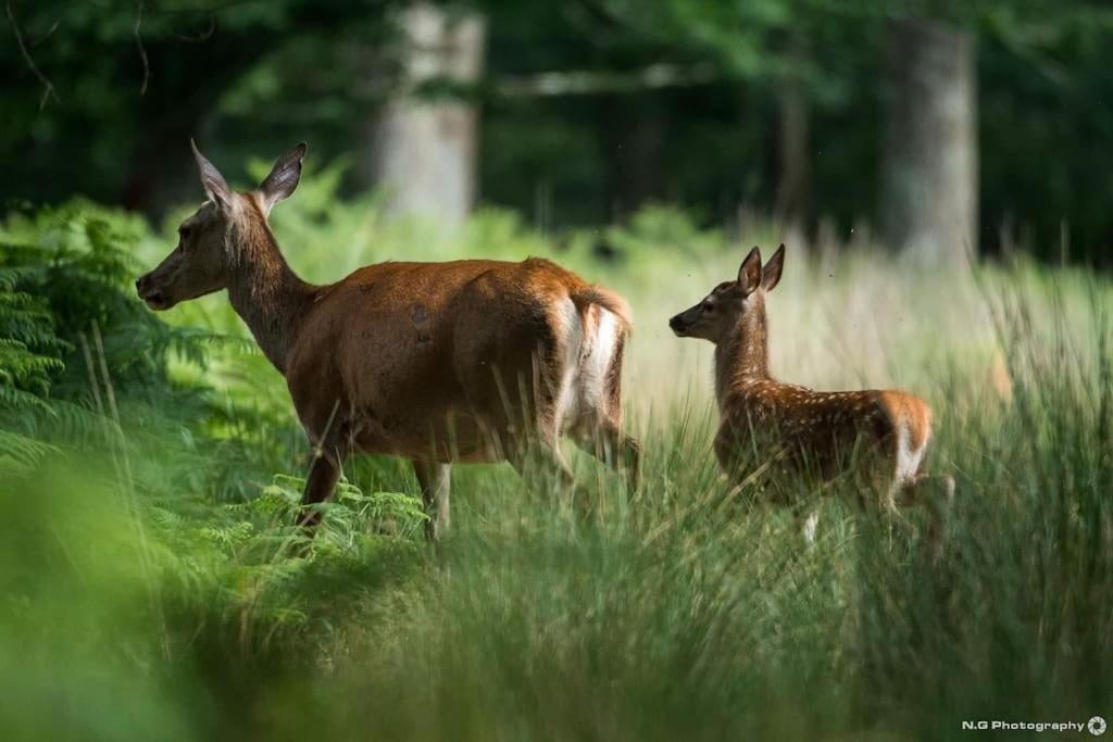 Maison Au Milieu Des Bois Et Des Animaux Jouy-le-Potier ภายนอก รูปภาพ