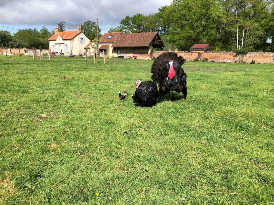 Maison Au Milieu Des Bois Et Des Animaux Jouy-le-Potier ภายนอก รูปภาพ