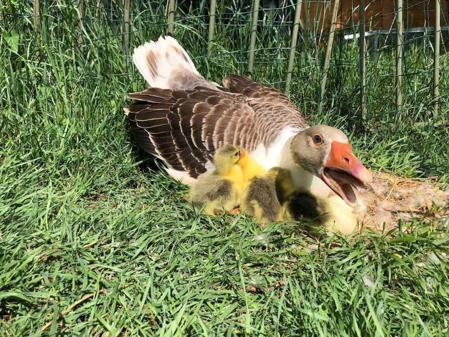 Maison Au Milieu Des Bois Et Des Animaux Jouy-le-Potier ภายนอก รูปภาพ