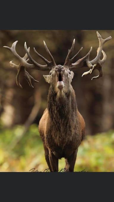 Maison Au Milieu Des Bois Et Des Animaux Jouy-le-Potier ภายนอก รูปภาพ